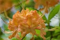 Close-up View of a Group of Orange Flame Azalea Flowers Ã¢â¬â Rhododendron calendulaceum Royalty Free Stock Photo